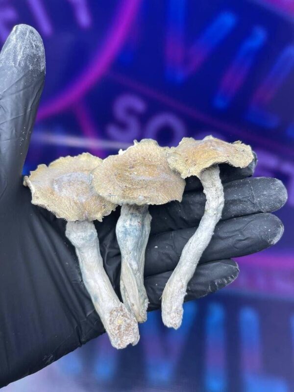 buy-mushroom-online-in-hamburg-1.jpeg Pilze
