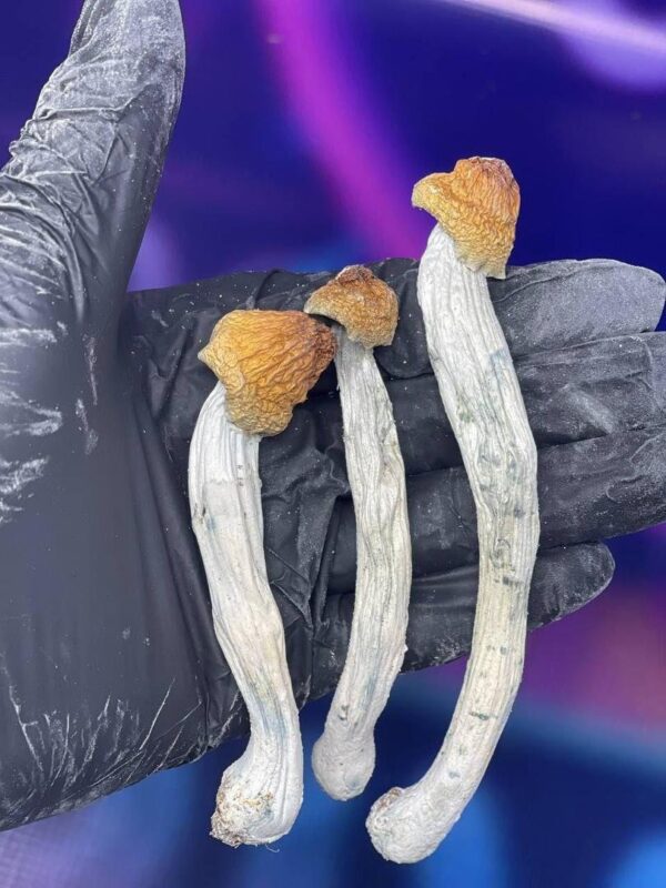 buy-shrooms-online-in-hamburg-1.jpeg Pilze