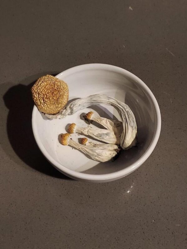 dried-shrooms-online-hamburg-1.jpeg Pilze