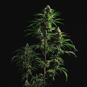 PURPLE PUNCH X FEMINISIERT