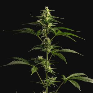 SKYWALKER OG X USA FEMINISIERT