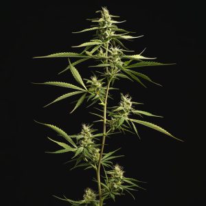 SUPER SILVER HAZE X FEMINISIERT